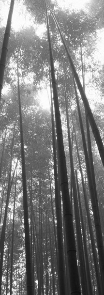 RGI sustainability pillar